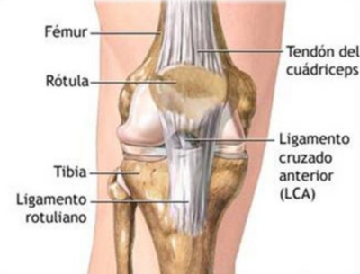 anatomia anterior de la rodilla